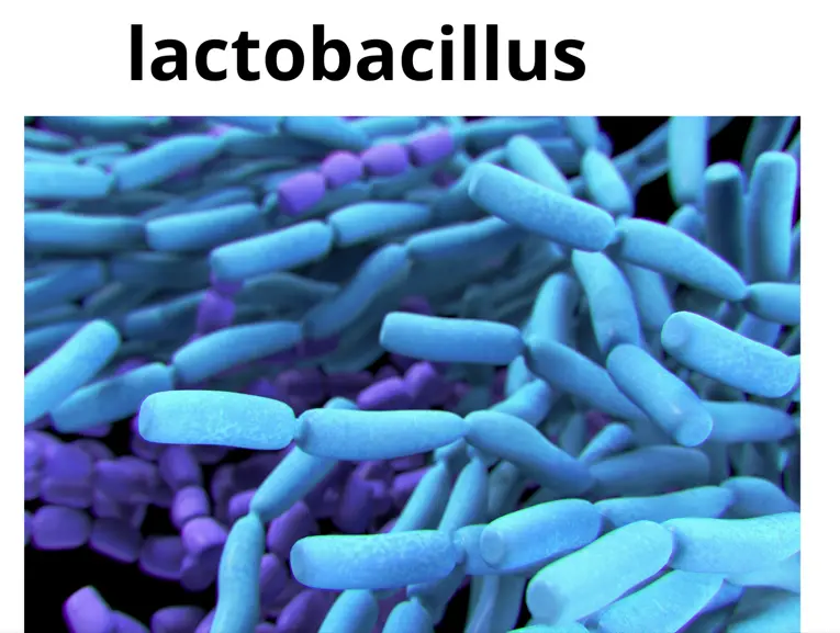 Lactobacillus