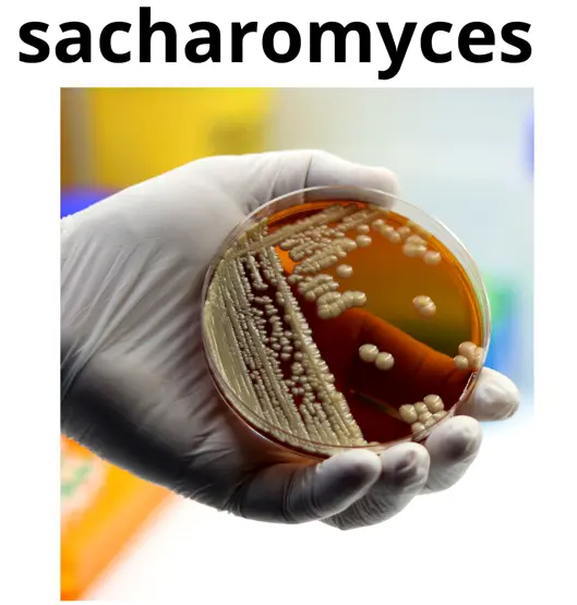 Sacharomyces