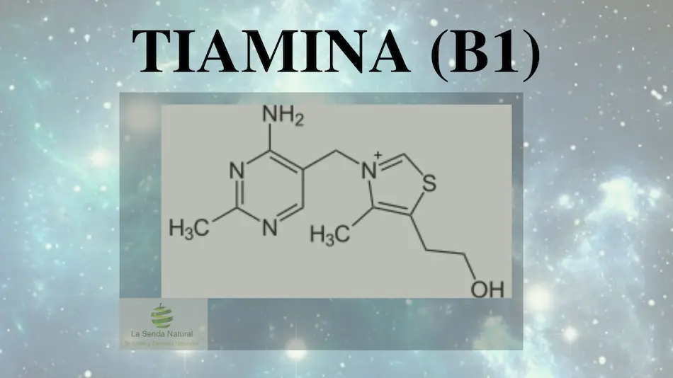 Qué Es La Tiamina- B1, Funciones Y Aplicaciones