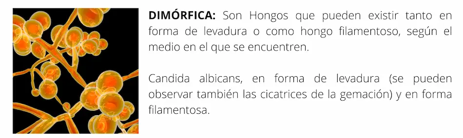 formas de levaduras