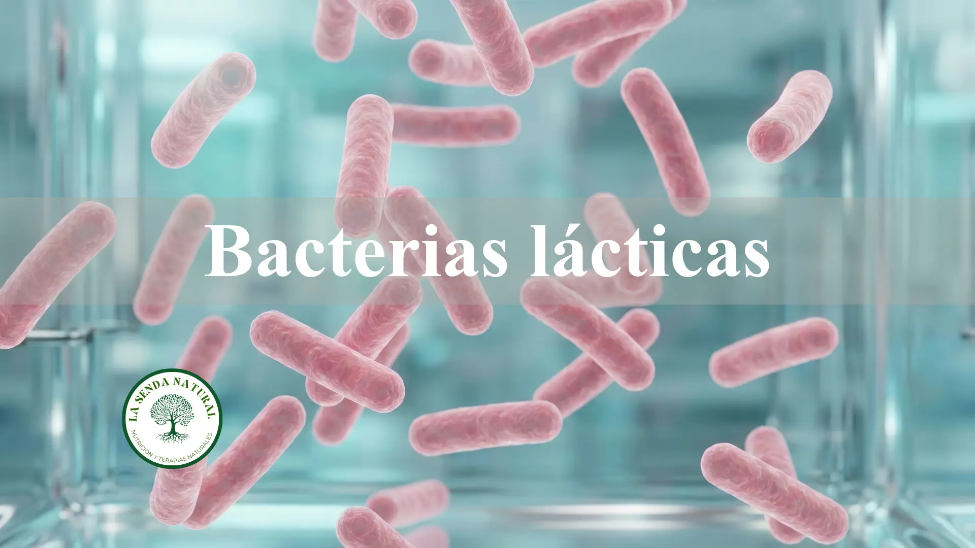 Bacterias lácticas