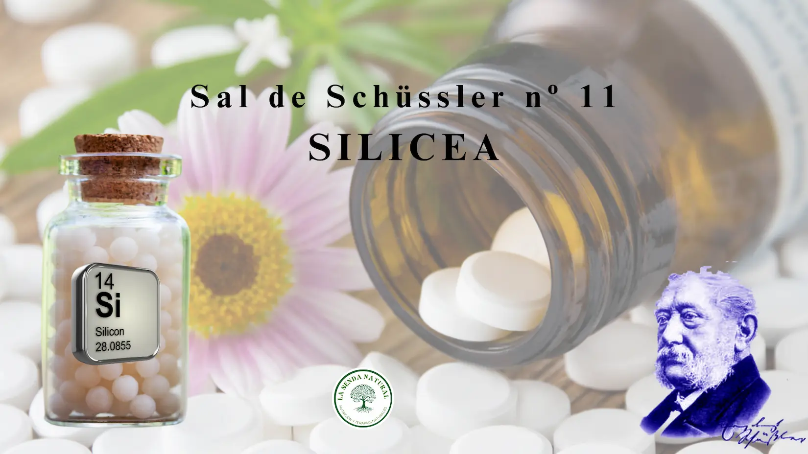 Sal n 11 Silicea