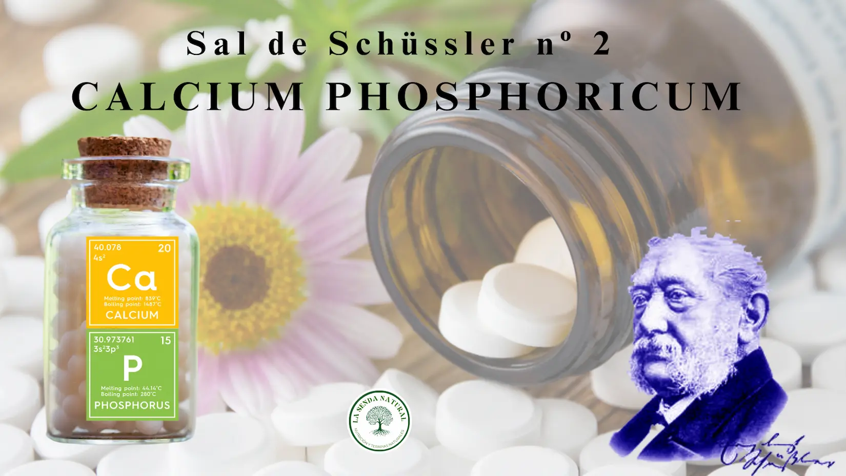 2-CALCAREA PHOSPHORICA