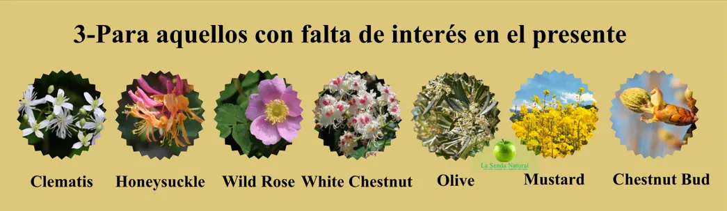 Flores de Bach, para aquellos con falta de interés en el presente