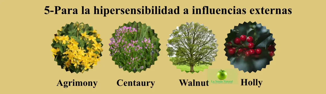 Flores de Bach para la Hipersensibilidad