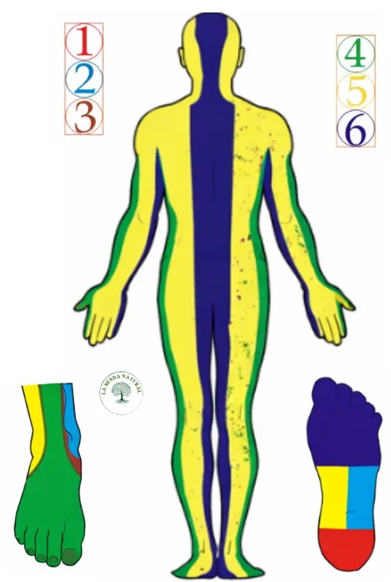 ACUPUNTURA ZONAL POSTERIOR