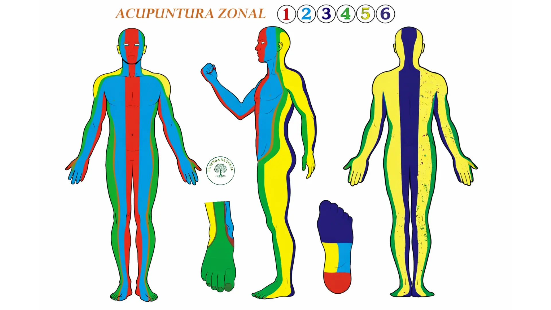 Acupuntura del pie y la muñeca
