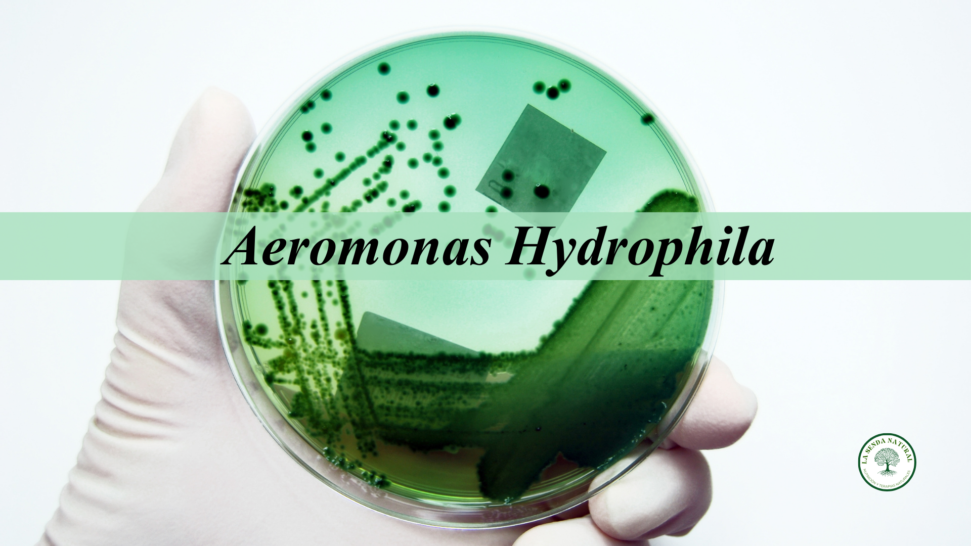 Aeromonas Hydropila
