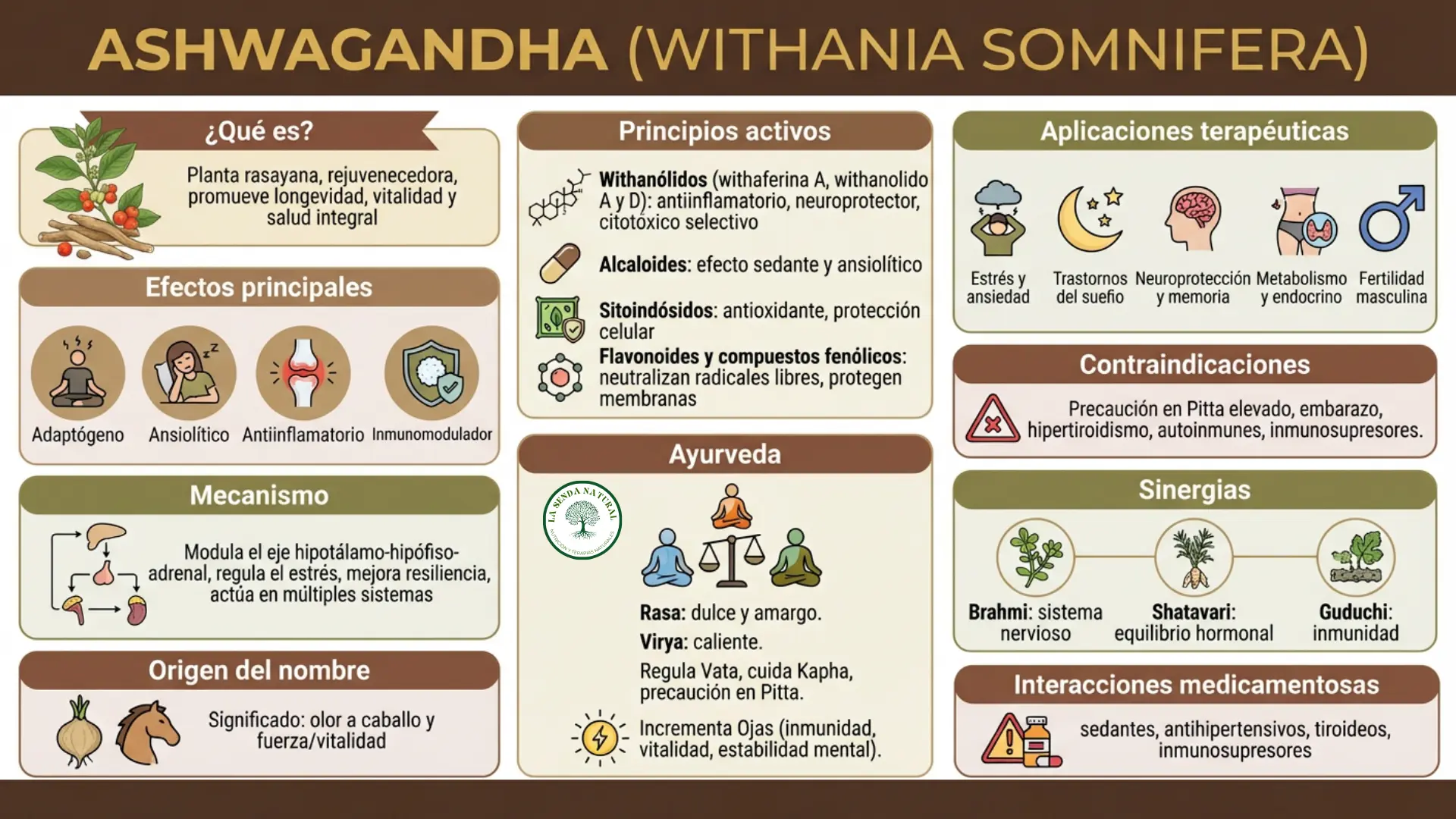 Infografía médica de la Ashwagandha
