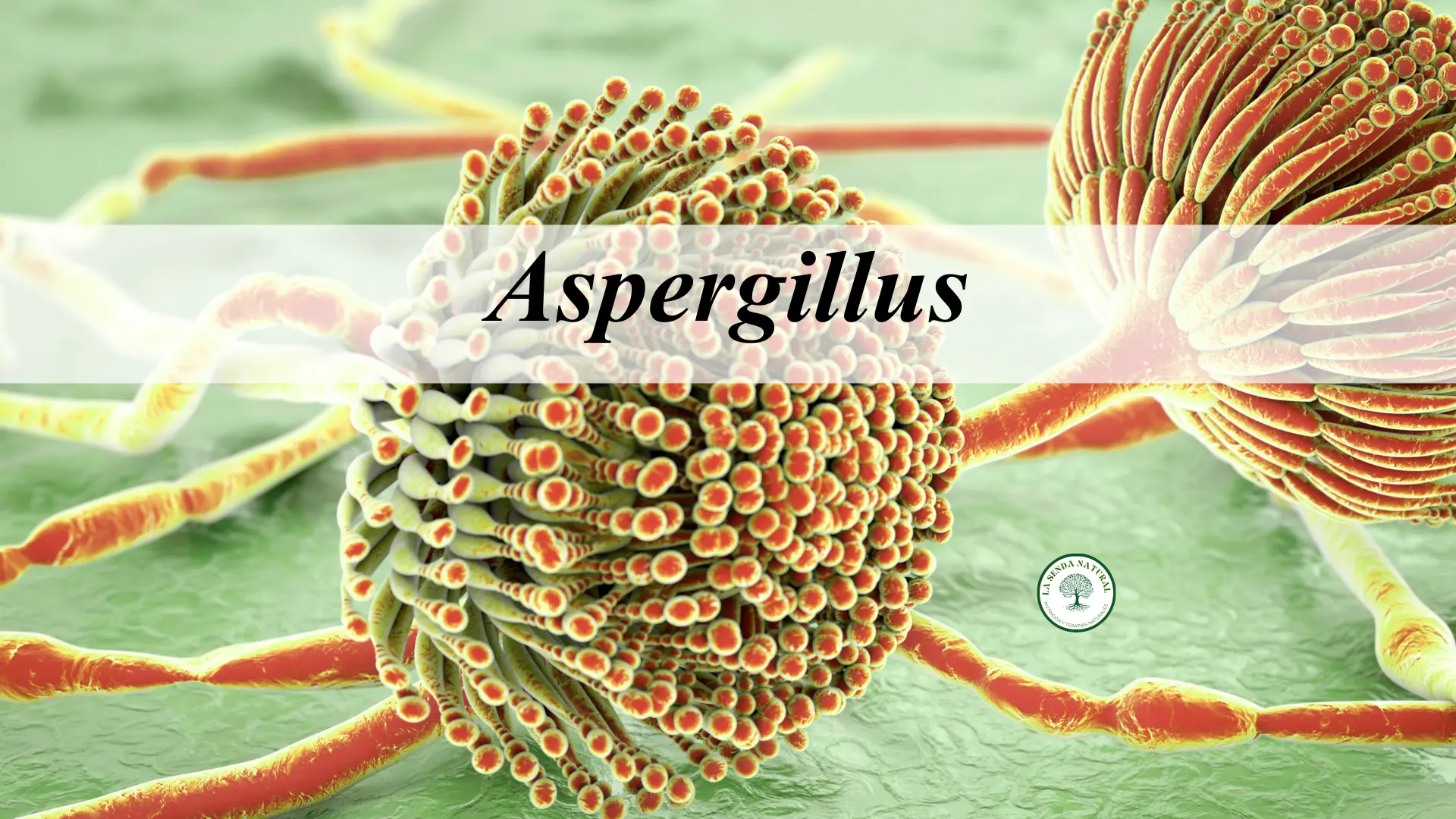 Aspergillus