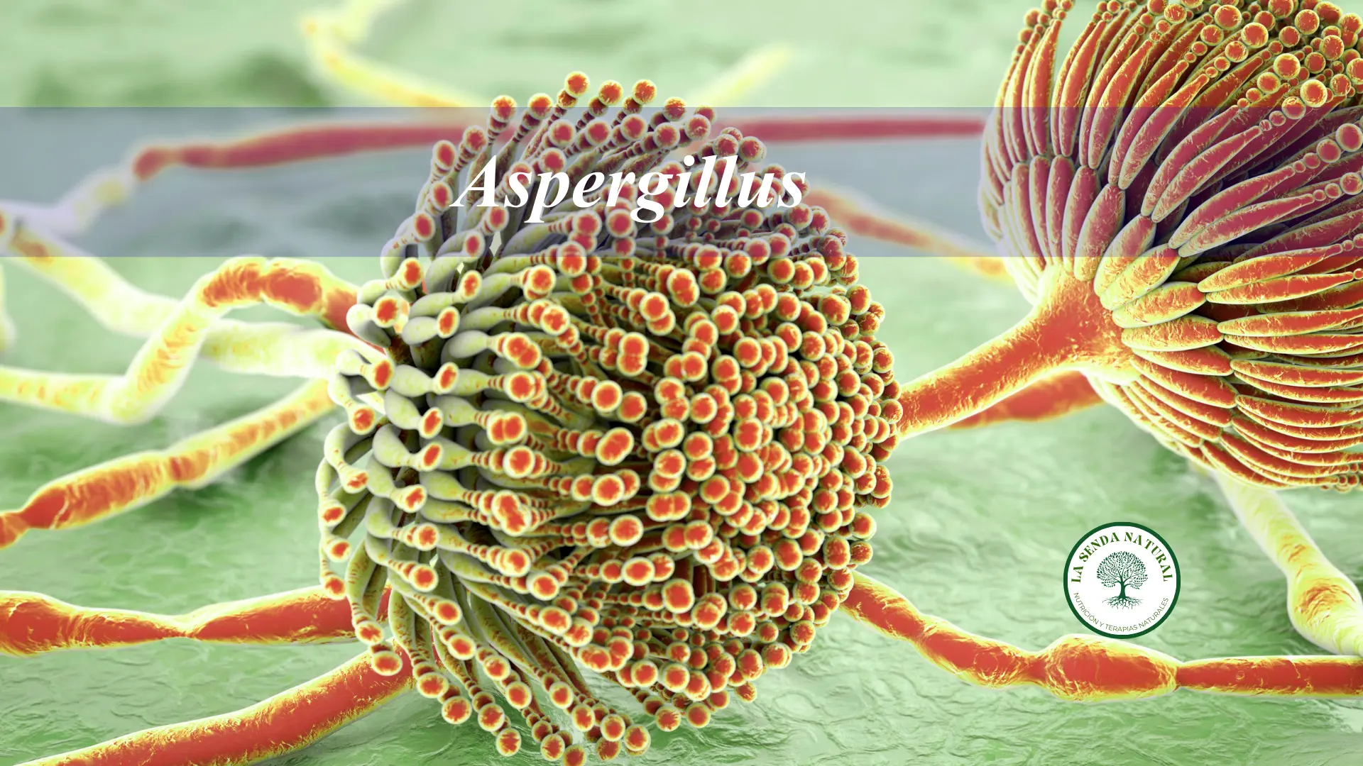 Aspergillus