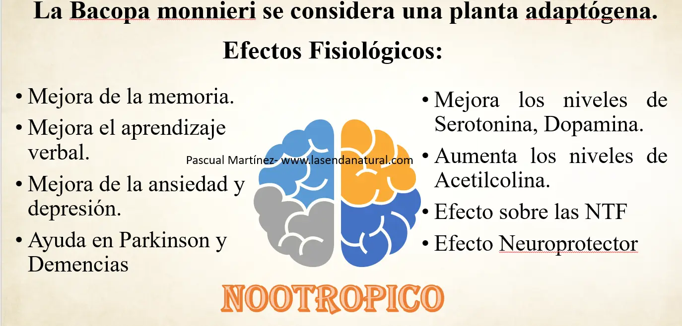 Bacopa Monnieri y sistema nervioso