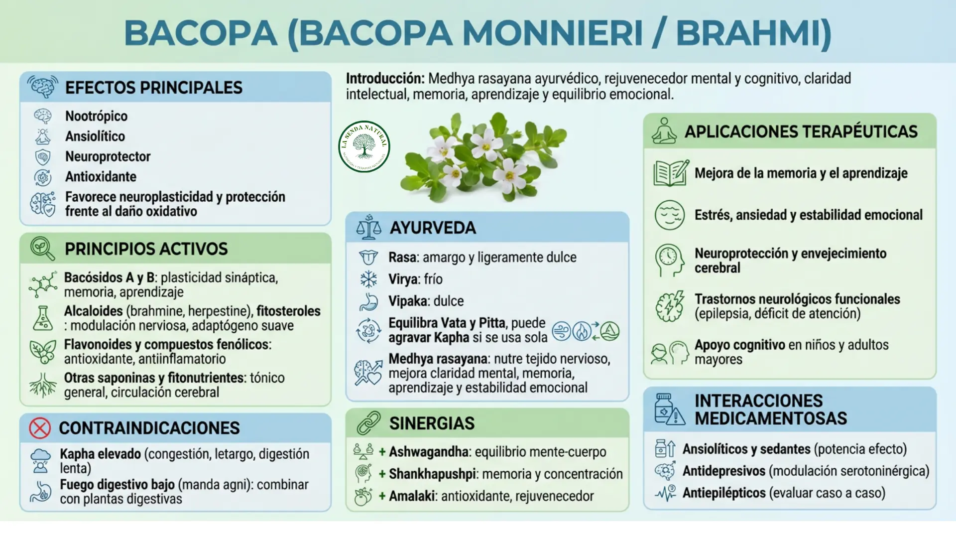 Infografía médica de la Bacopa monnieri-Brahmi