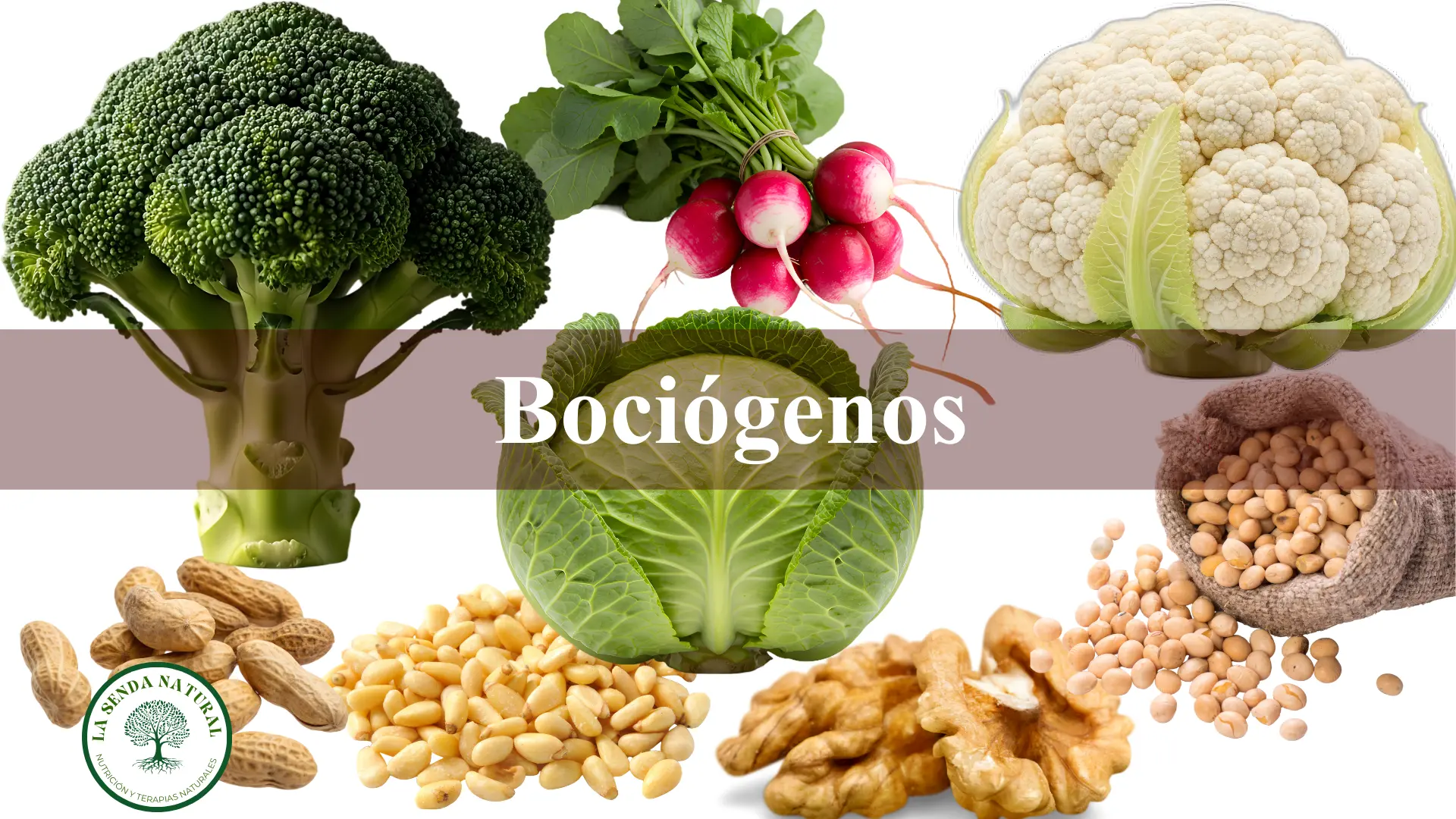 Bociógenos