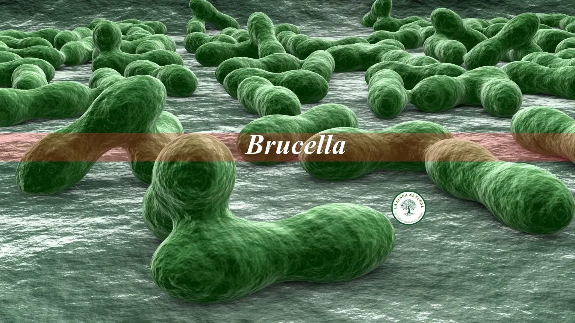 Brucella