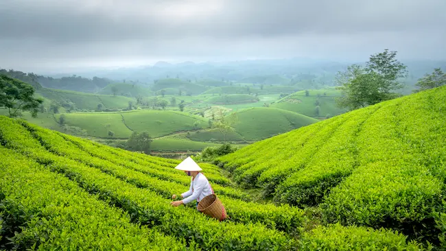 Campos de Té verde