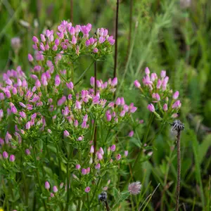 Centaury