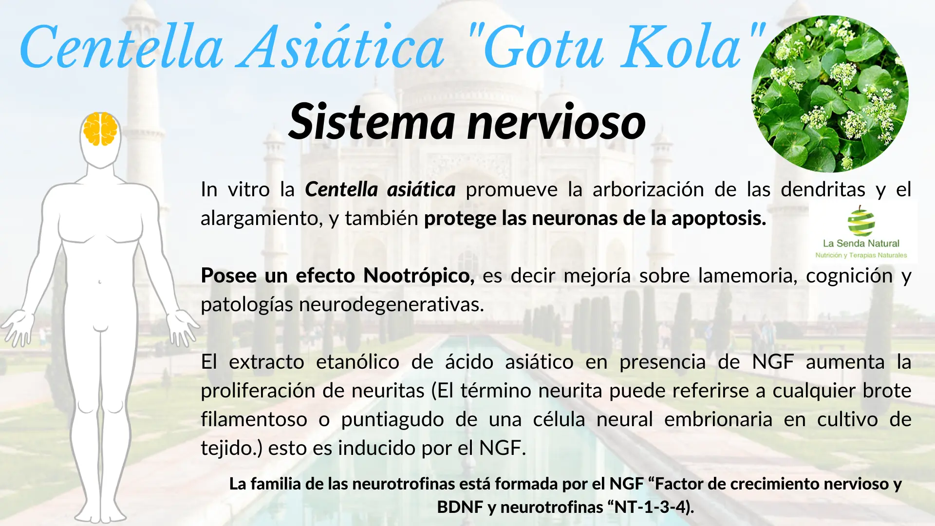 Centella asiática efectos en el sistema nervioso