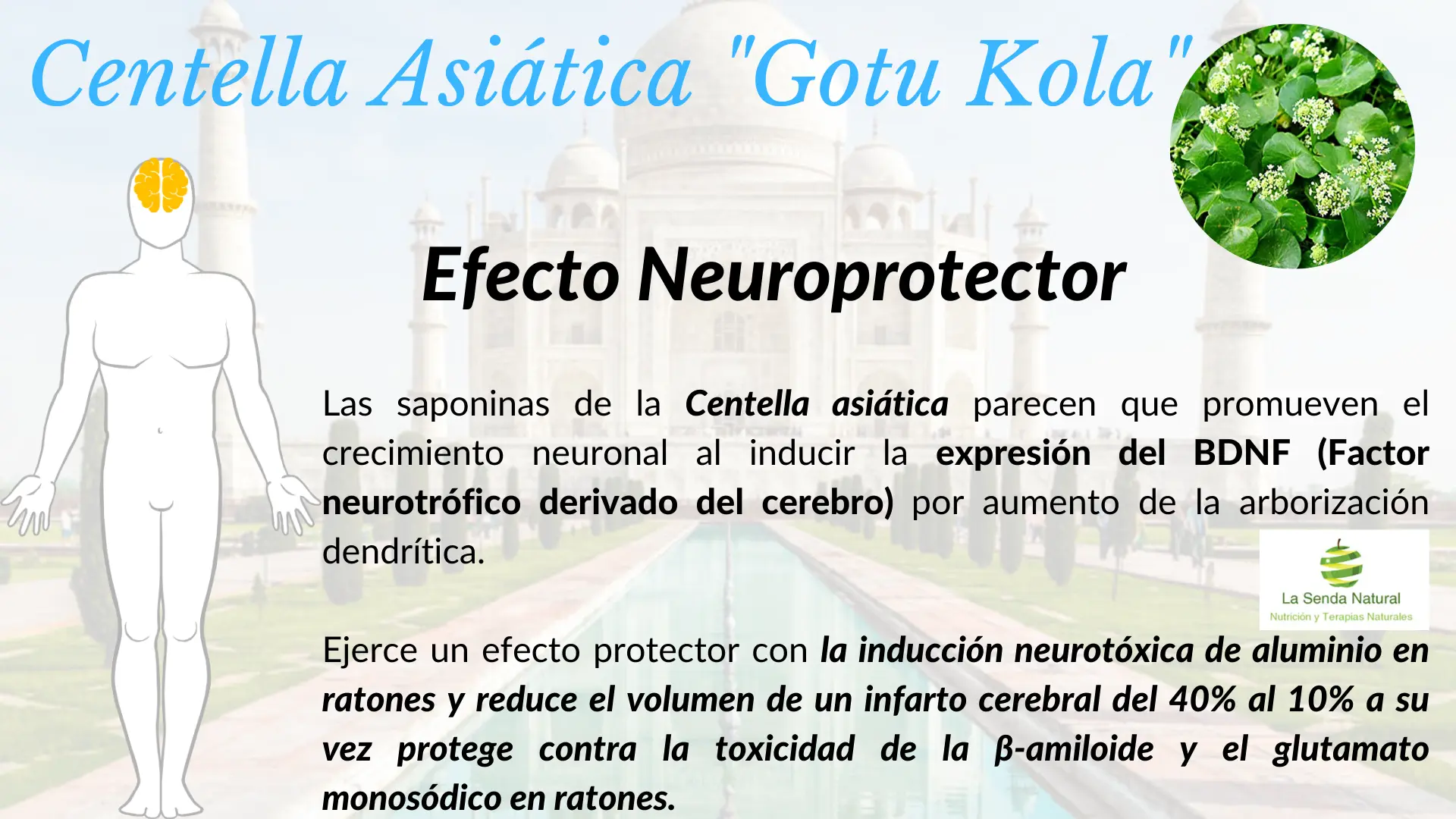 Centella asiática y efecto neuro protector