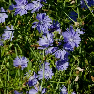 Chicory