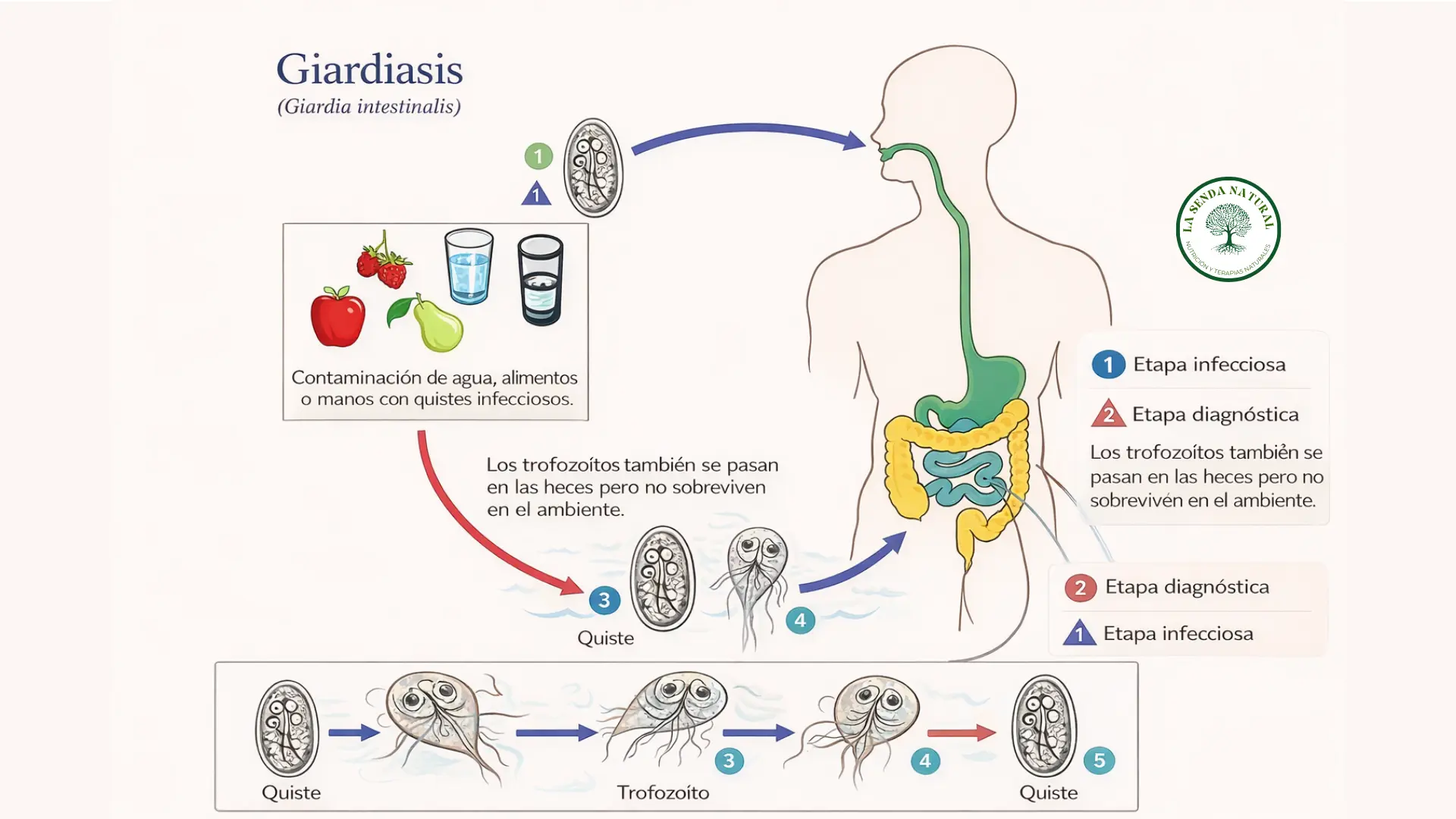 Ciclo de la Giarda