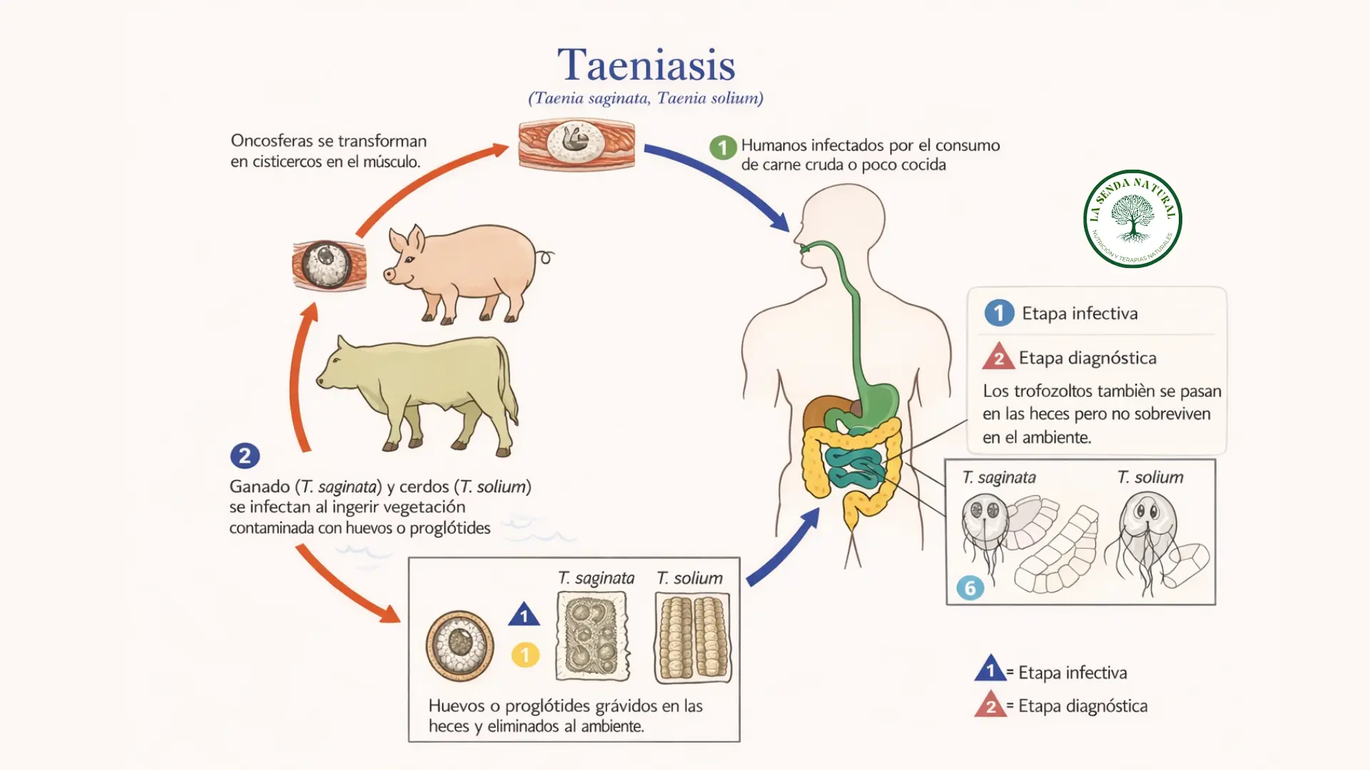 Ciclo de la Tenia