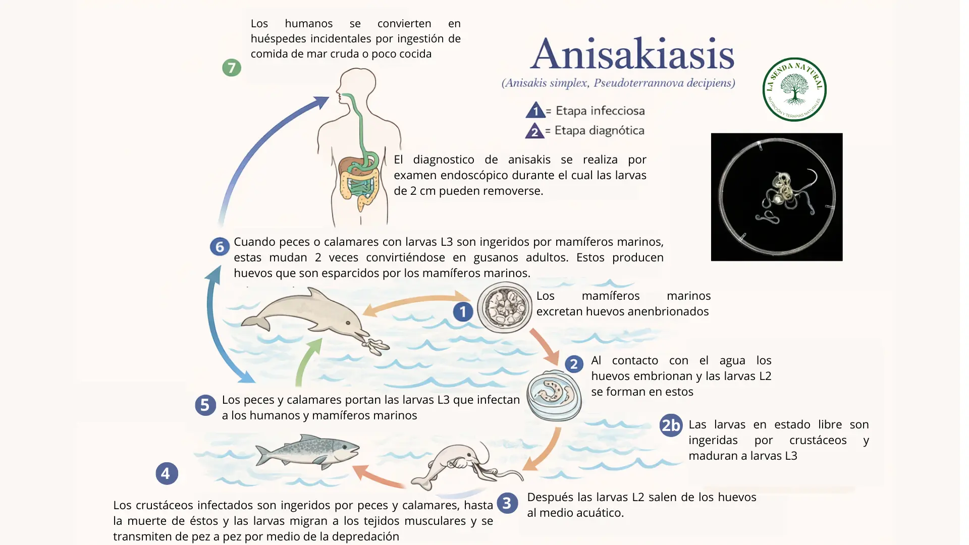 Ciclo del anisakis