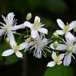 Clematis