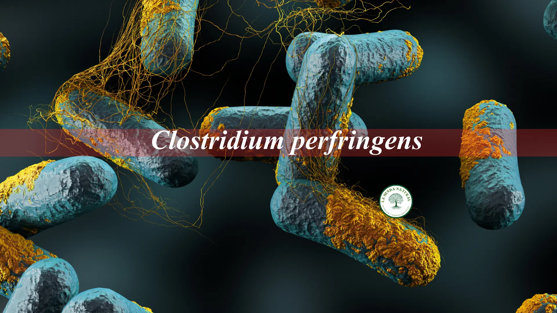 Clostridium perfringens