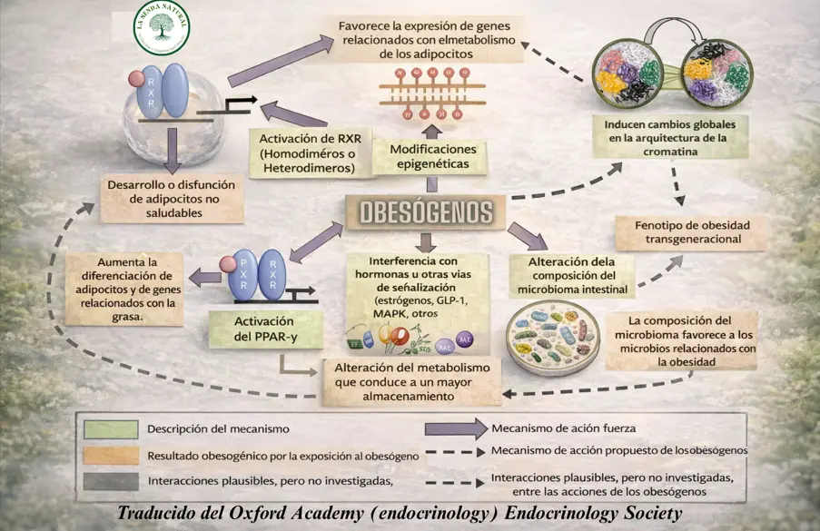 Cómo actúan los obesógenos