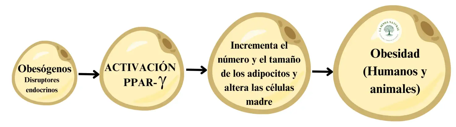 Como se activan los obesógenos