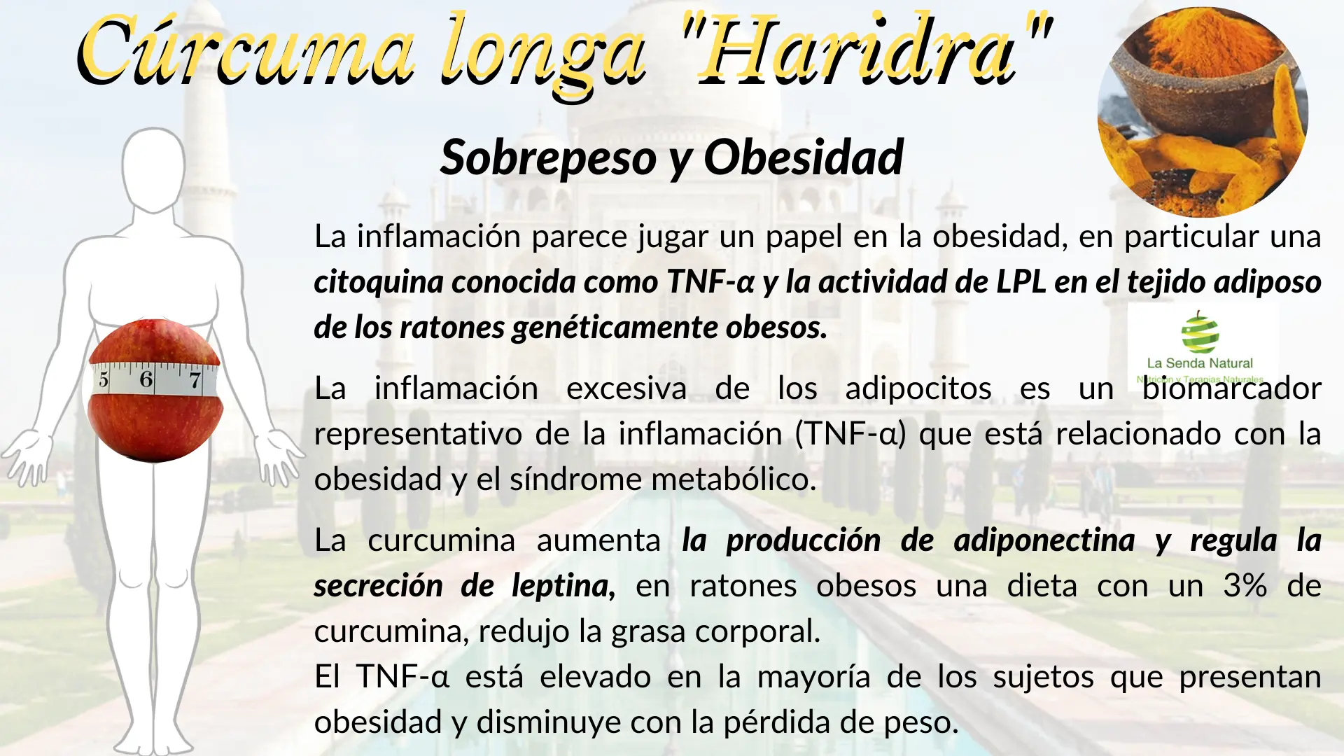 Cúrcuma y sobrepeso-obesidad