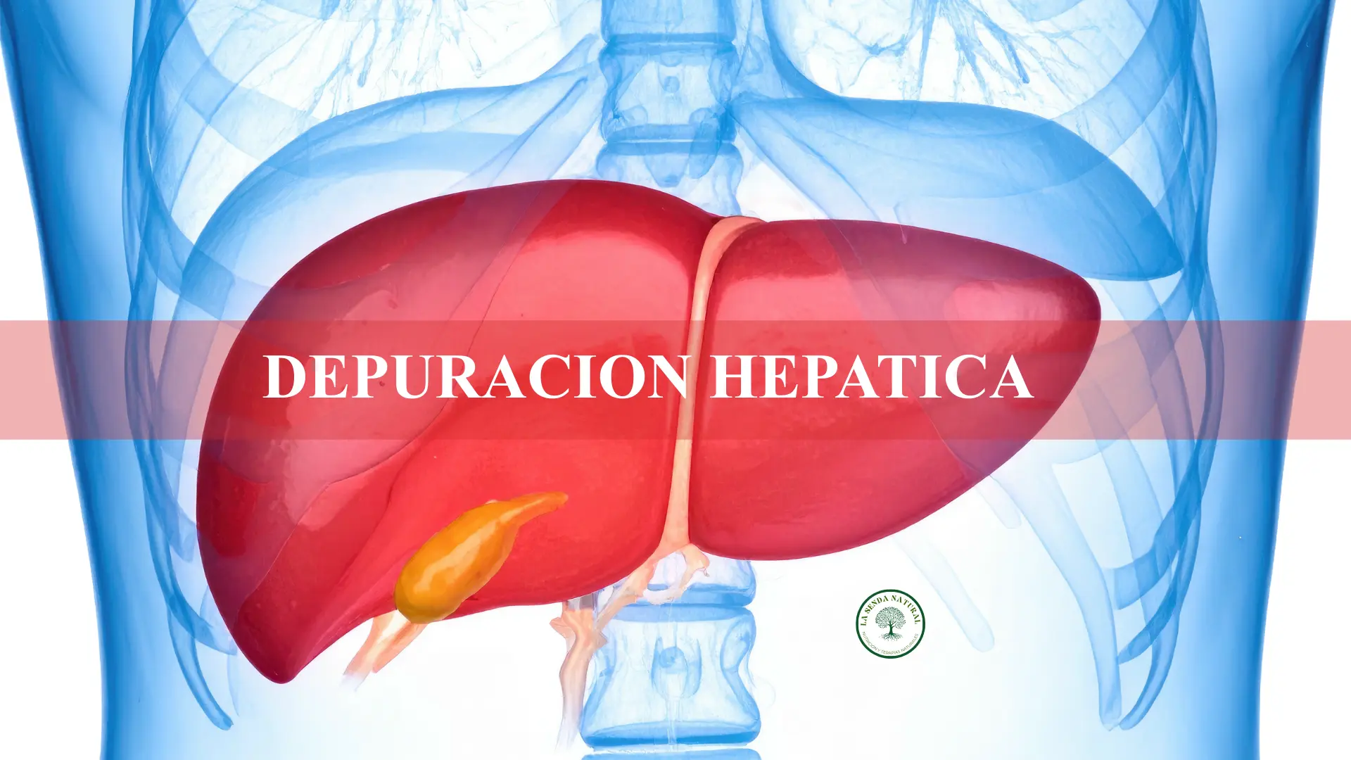 Depuración hepática