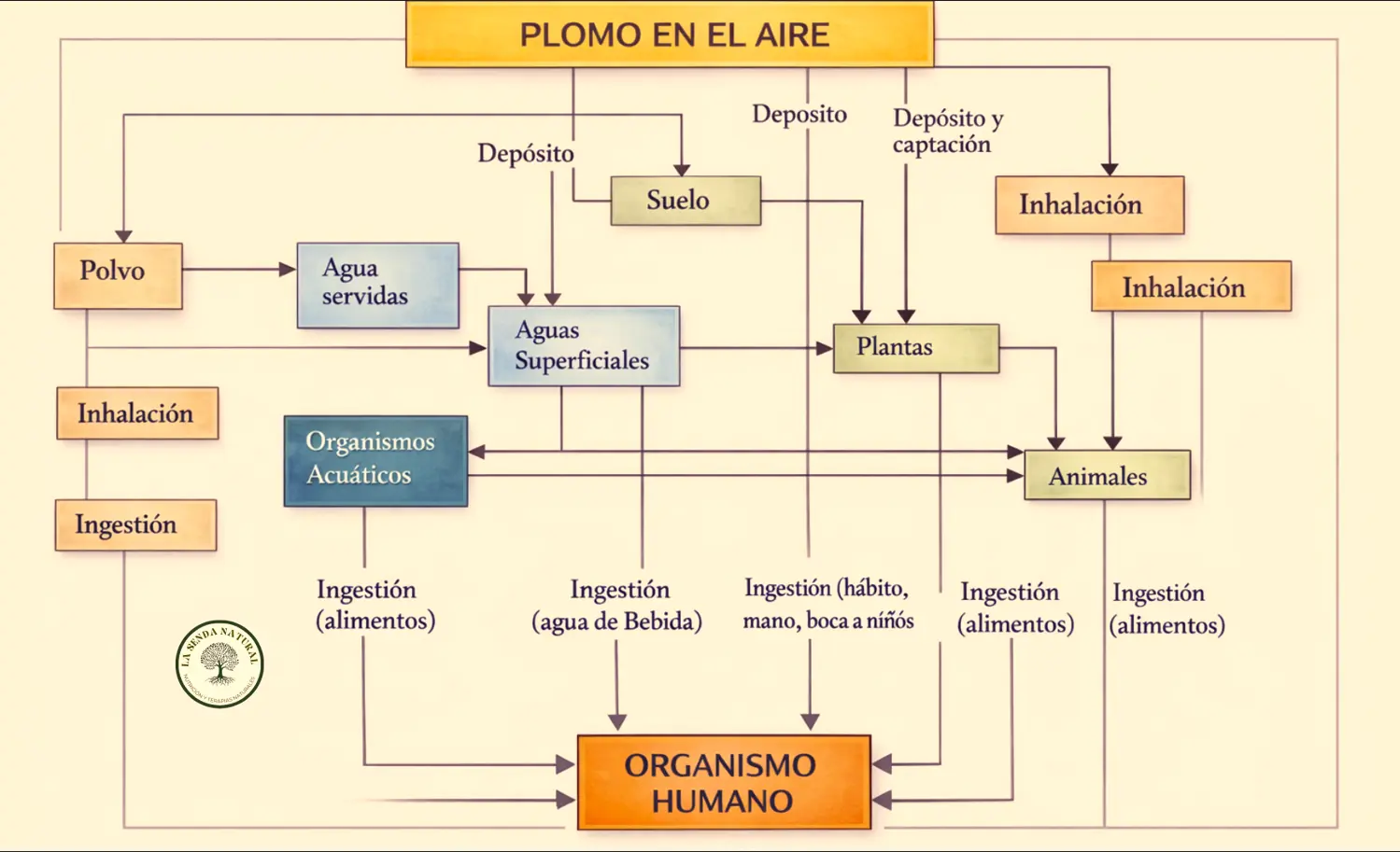 Diagrama del impacto del plomo en el organismo