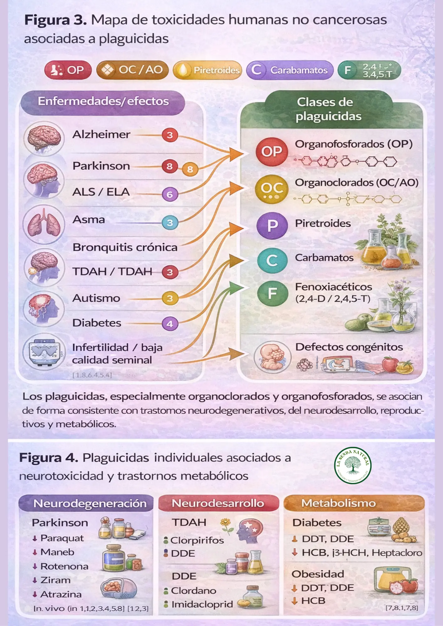 Disruptores endocrinos más importantes