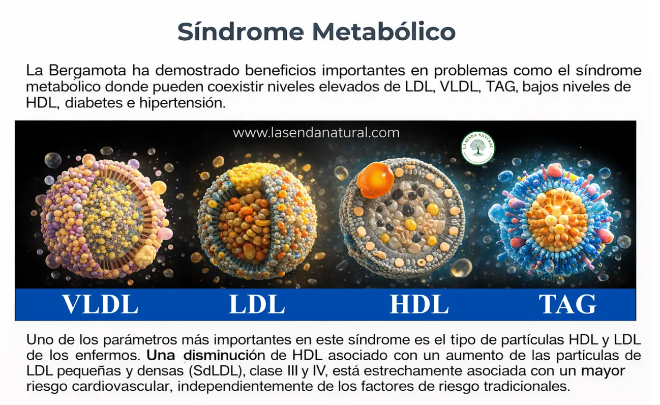 EFECTOS DE LA BERGAMOTA EN EL METABOLISMO DEL COLESTEROL