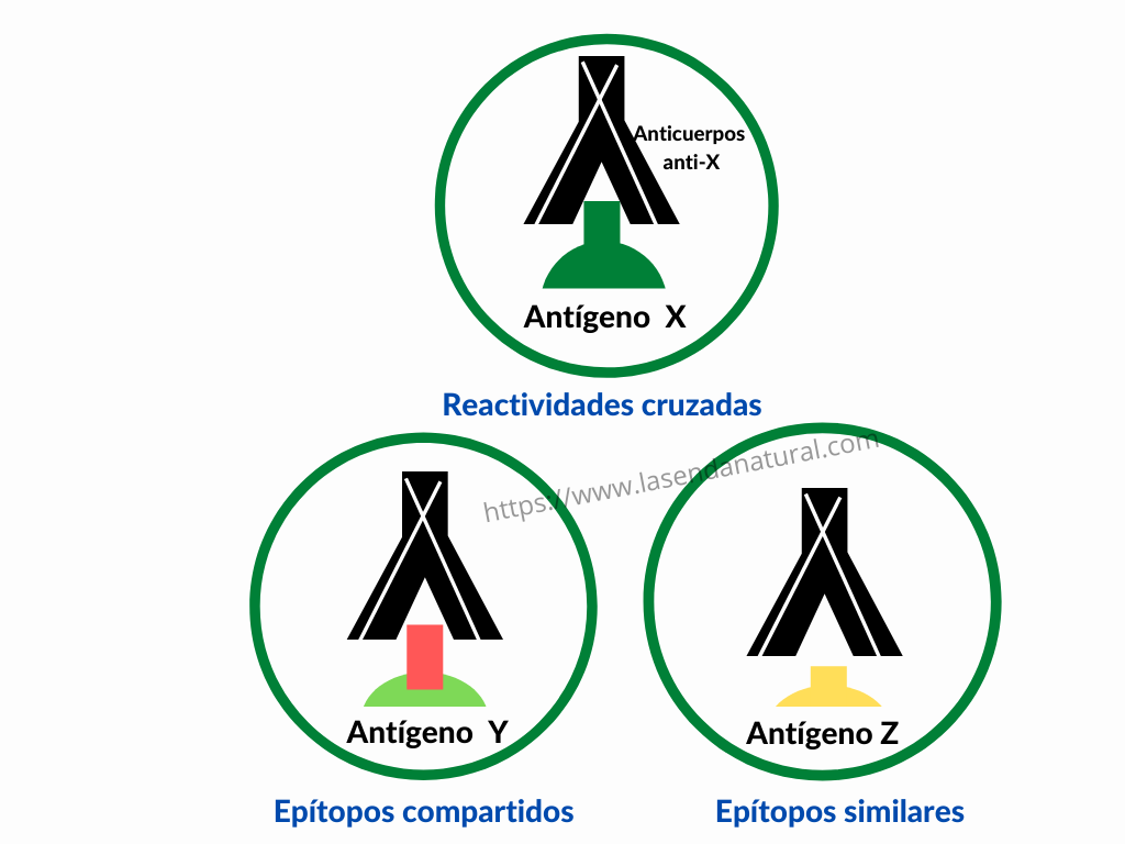 EPTITOPOS ALERGIAS