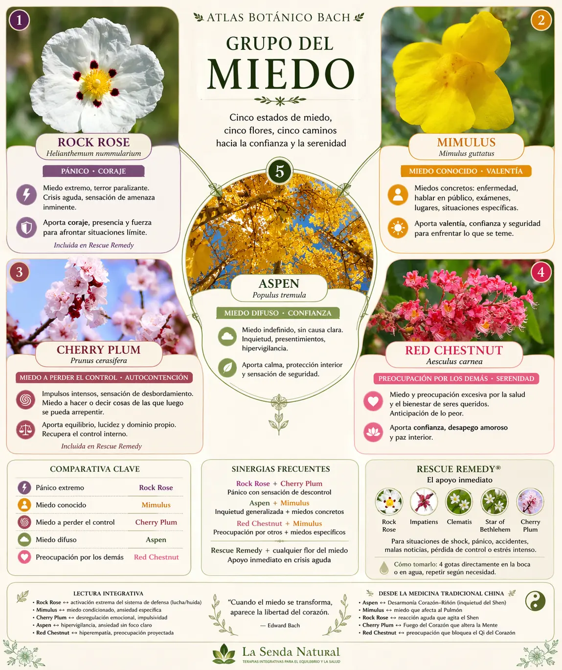 Flores de Bach para el miedo