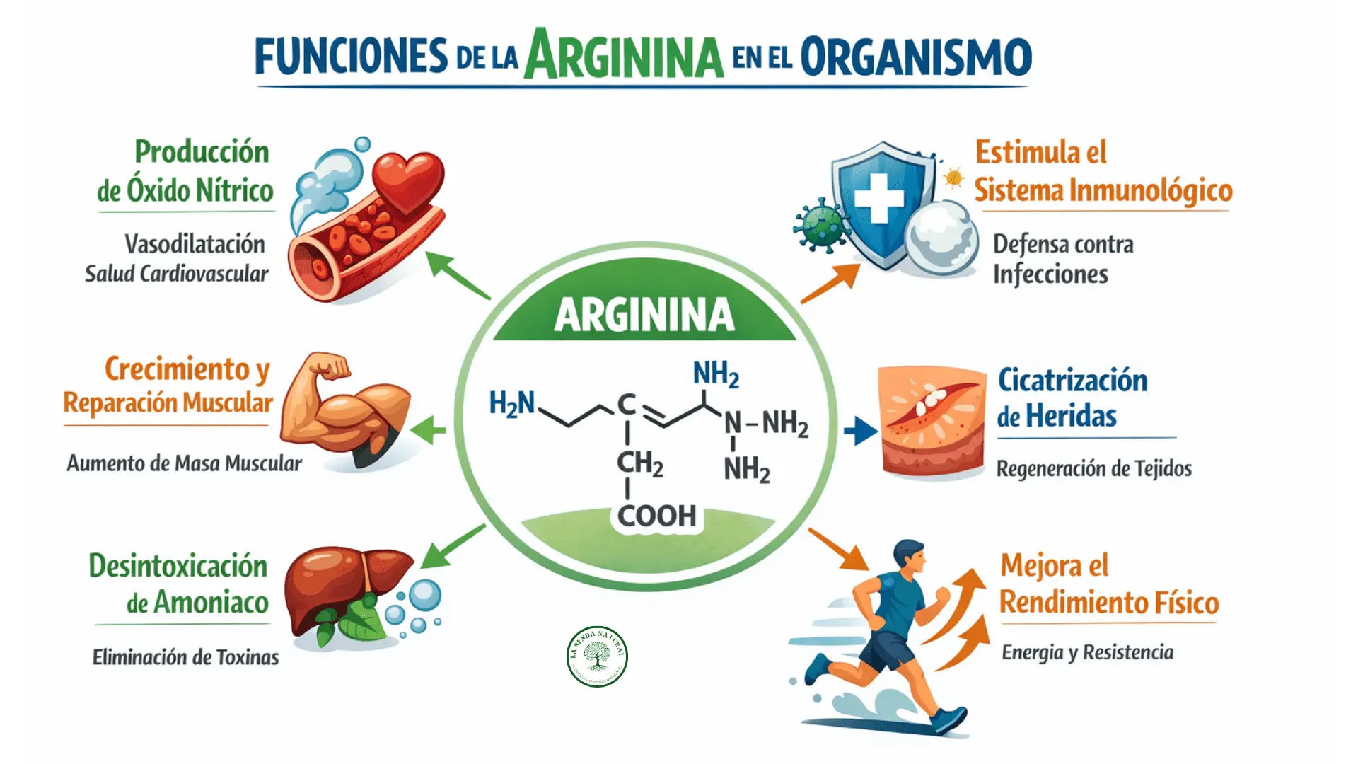 Funciones de la arginina en el organismo