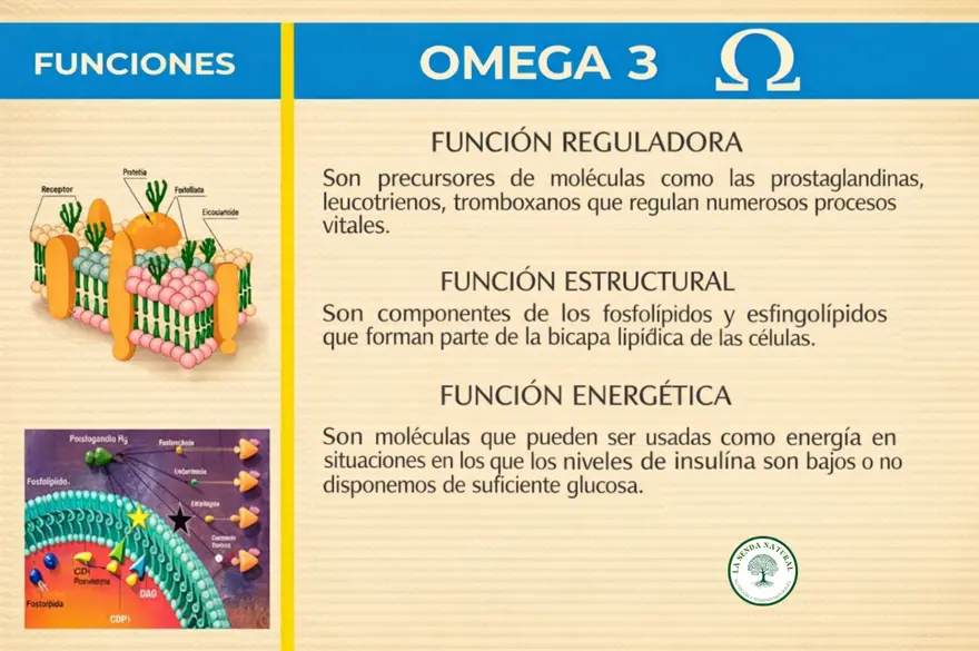 Funciones de los ácidos grasos omega 3