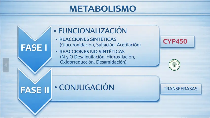 Funciones de los citocromos