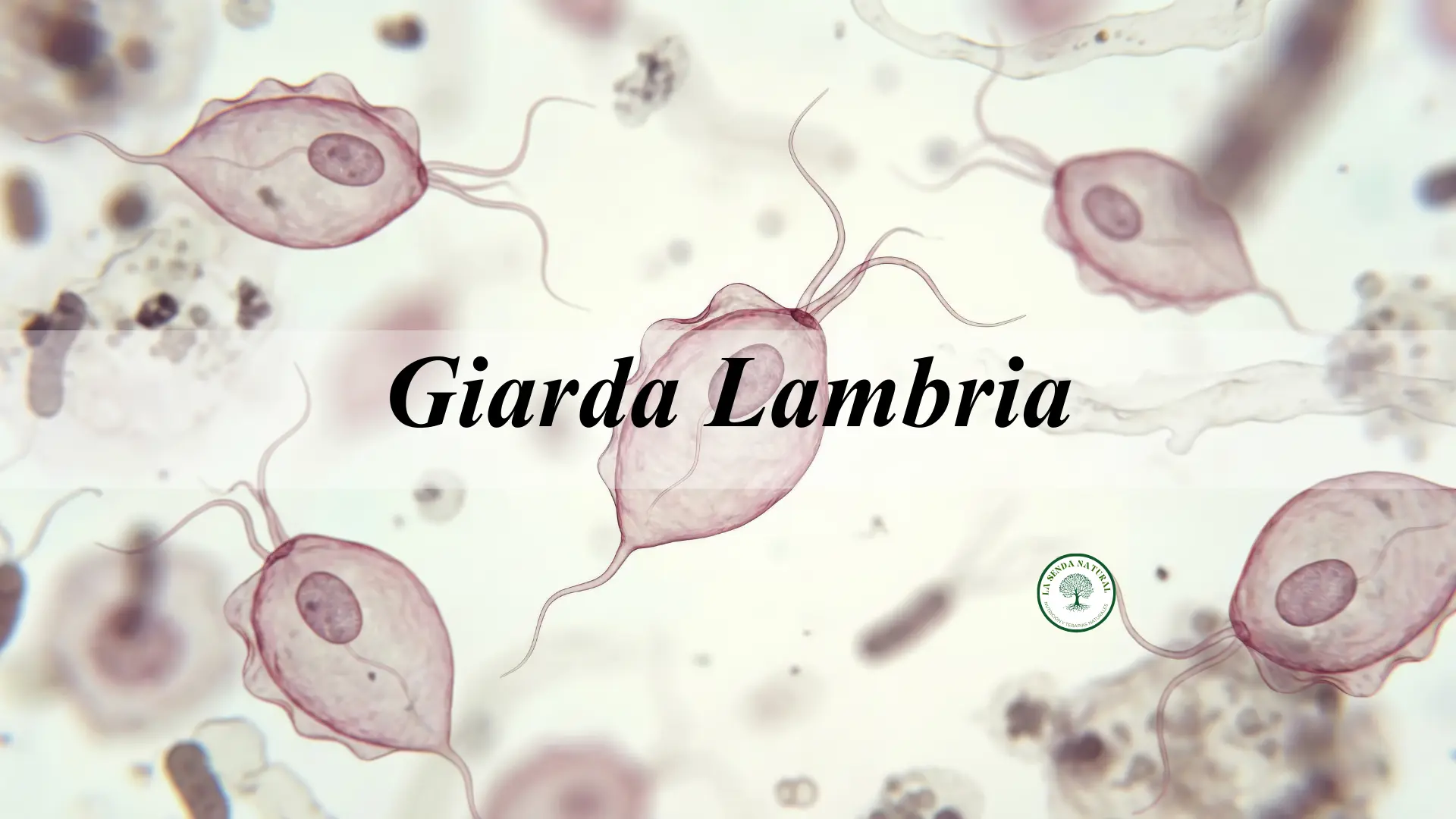 Giarda lambria