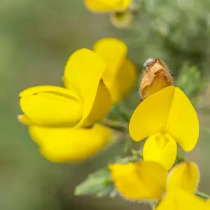 Gorse