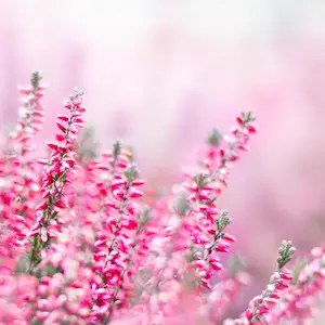 Heather