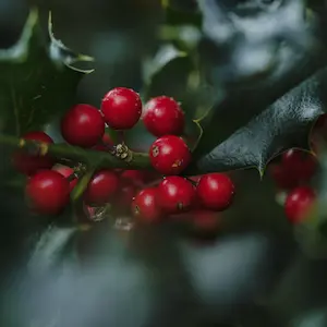 Holly