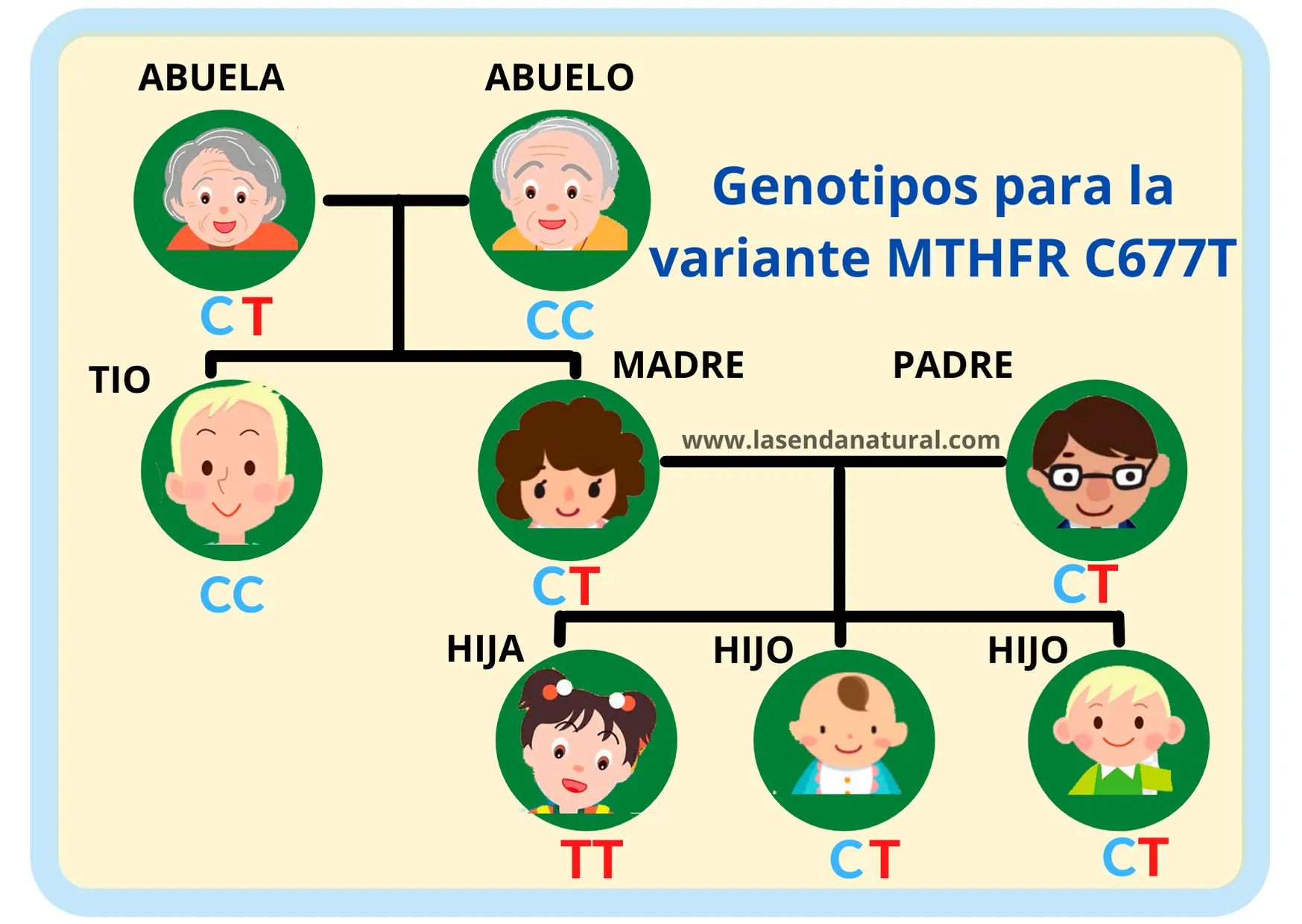 MTHFR y genes