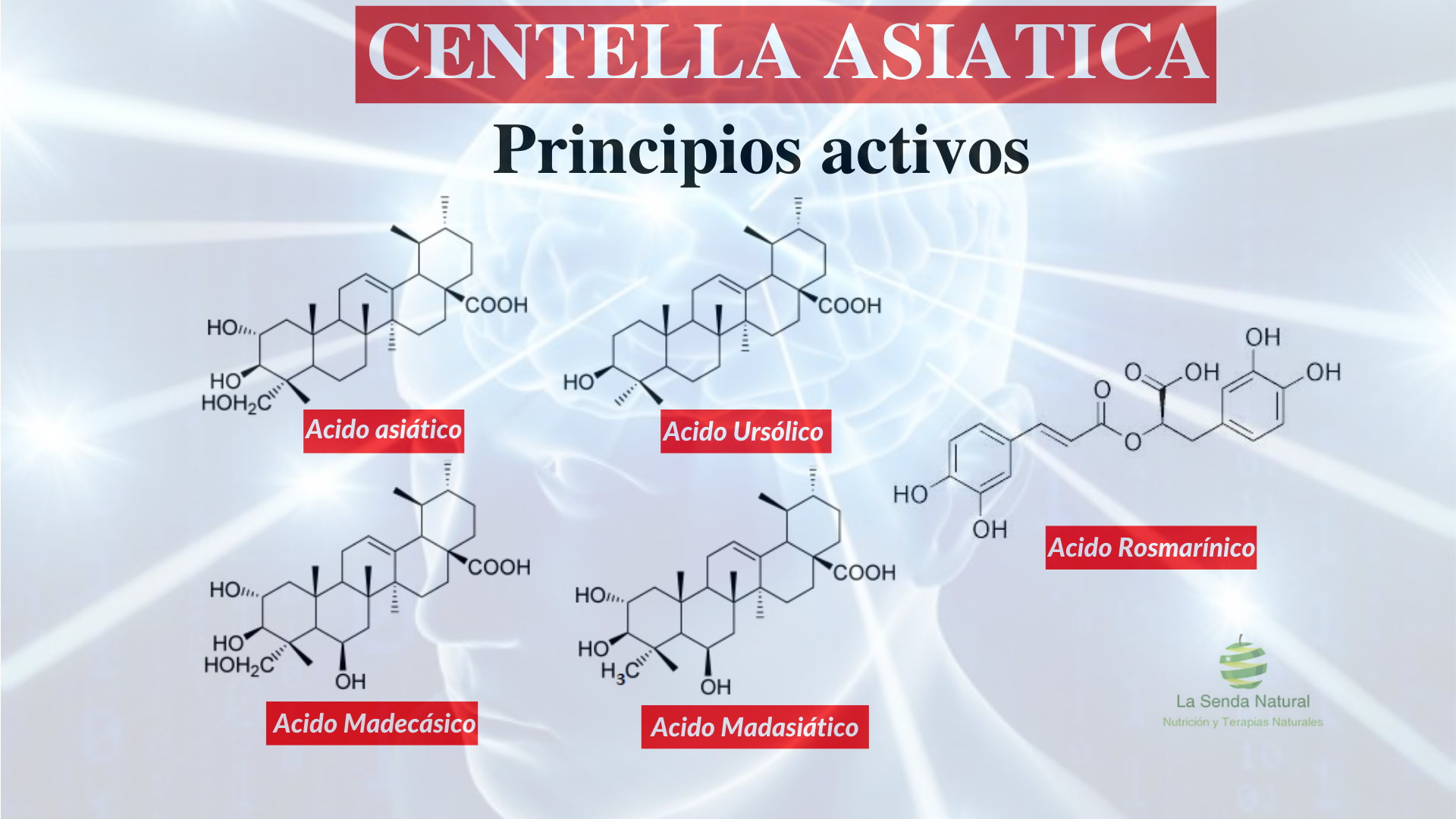 PRINCIPIOS ACTIVOS DE LA CENTELLA ASIATICA