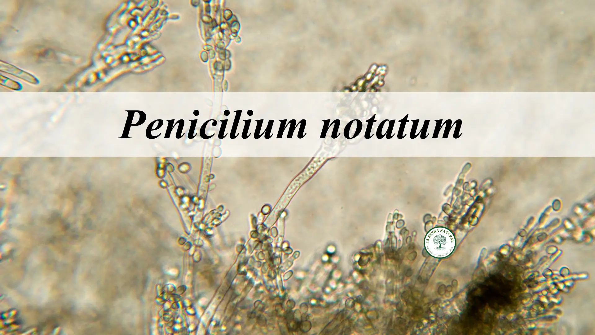 Penicilium notatum