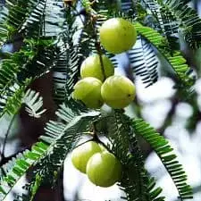 Phyllanthus emblica