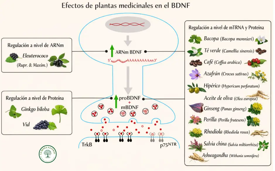 Plantas medicinales que mejoran el BDNF